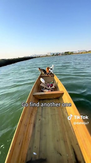 Strong Wind Sends Pigeon and Umbrella into Water