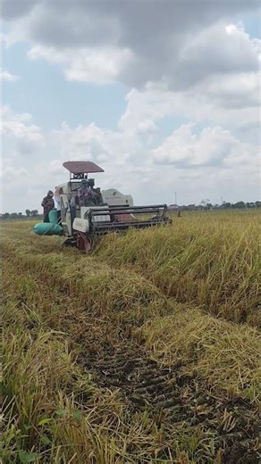 How to Operate a Combine Harvester Safely #viral #farming #shortvideo #shortsviral #shorts #fyp #fy