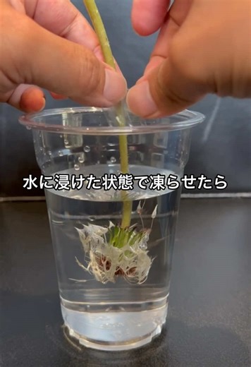 たんぽぽの綿毛を凍らせた実験動画
