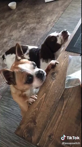 Jesse Switch Doggy Painting Experience