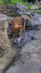 92K views · 2.1K reactions | Watch nine-month-old Cahya as she playfully chases her own tail! Like many tiger cubs, Cahya loves pouncing, chasing, and exploring her surroundings. Play is a really important part of learning and development – which is apparent in humans and young cats like Cahya! Have you been in to see her these school holidays? We’re open 9.30am – 4.30pm (with last entry at 3.30pm) this weekend! #Staffcam - Sarah Dixon | Auckland Zoo | Facebook