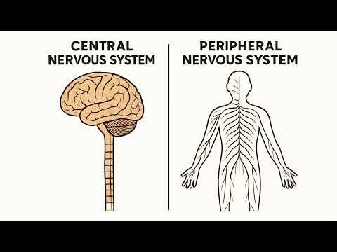 The Nervous System: How Your Brain Communicates