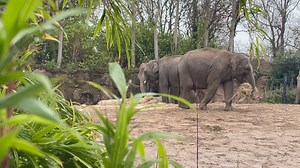 5.1K views · 121 reactions | Did you know that an elephant’s trunk is actually a fusion of its nose and upper lip? It can pick up something as small as a pencil or as big as a tree! See if you can spot the Asian elephant herd at Dublin Zoo on our live webcams now: www.dublinzoo.ie/animals/animal-webcams/elephants | Dublin Zoo | Facebook