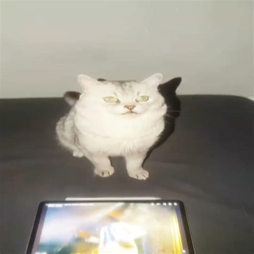 best cat edit MONTAGEM GRITOS TALANETO ULTRA SKOWED - prodbydxm
