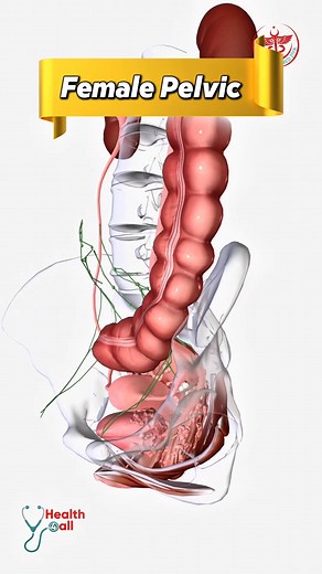 9.5K views · 123 reactions | Anatomy of the female Pelvis #fblifestyle | Dr. Muhammed Ziya | Facebook