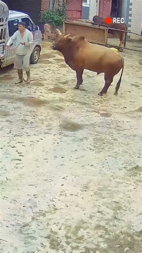 Cows fight horns break. #cow #buffalosound #animals #villagebuffalo #shortvideo