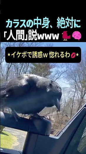 賢すぎて鳥肌…！楽器演奏から天才的な頭脳戦まで、完全に「中身人間」なカラスの衝撃行動まとめ ㄷㄷ #Shorts #カラス