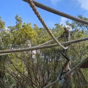 If you've noticed a new addition to Monkey Island these School Holidays, we’re here to fill you in! 📣🐵 You may remember the story of Aelina the Spider Monkey who was just six weeks old when her mother died unexpectedly last year. Due to her age, vulnerability, and welfare considerations, our Animal Care team hand-reared Aelina until she was big enough to be introduced to the other Monkeys in the troop. For the last 12 months, Aelina has been living in the Monkey house with her Aunt Florita and