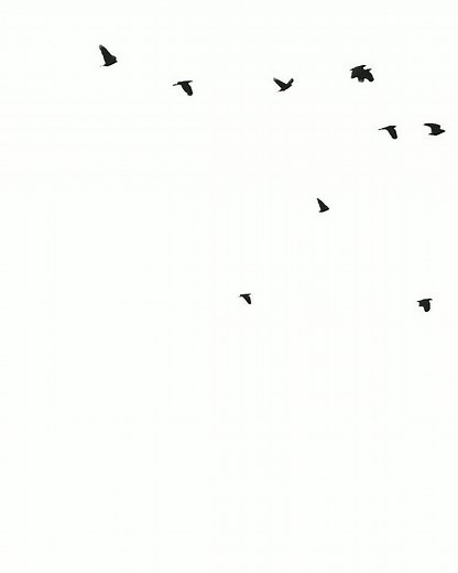 flying birds on sky video on png|| kinemaster template png.