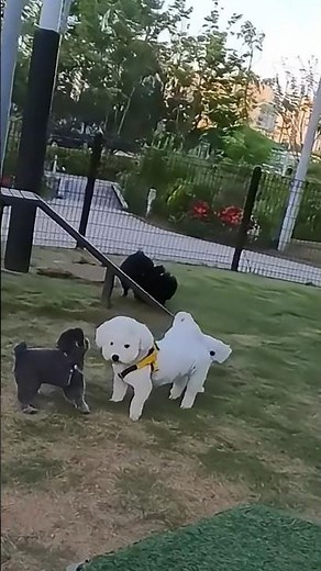 Puppy Playtime at the Park! 🐶 Cute Dogs Having Fun (Wait for it!)