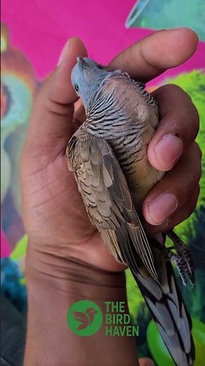 Heartbreaking Dove Struggle – Sick Bird’s Last Moments of Life