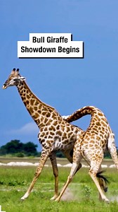 Bull Giraffe Showdown Begins 🥊 | Wrestling News