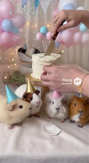 Guinea pig gender reveal party! #funny #cute #cuteanimals #cake