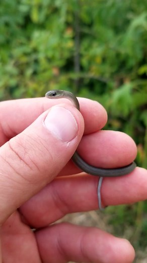 Meet the babiest snek ever. #babysnek #smoothgreensnake #daveodd #noodlebaby