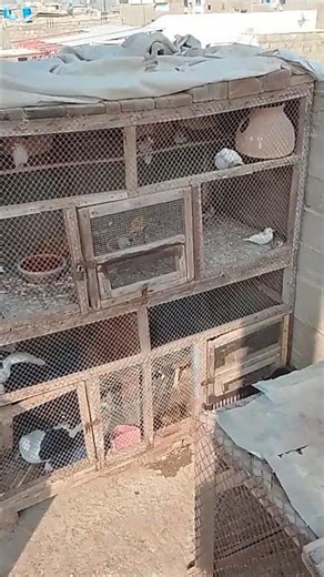 java breding 🐦🐦##Short