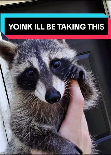 They Have a Baby Raccoon? | What to Do If You Find a Baby Raccoon