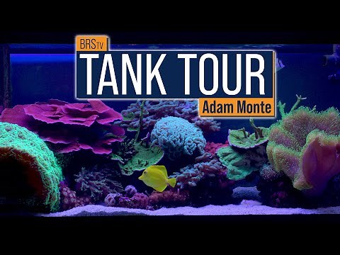 A Slice of Ocean Heaven in Your Home! Adam's 75 Gallon Mixed Reef Tank Tour