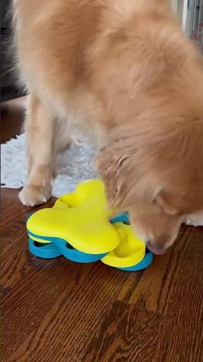 Golden Retriever Eats Dog Food From Puzzle Toy - 1353294-1