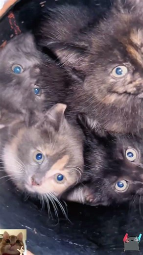 I was selected by the cat allocation system#cat #cats #catslovers #fyp