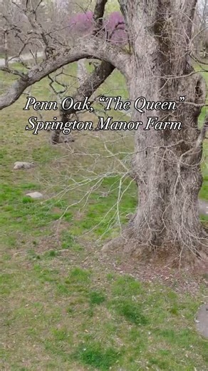 It’s amazing to think about what this enormous oak tree has witnessed under its spreading canopy. Dating back to the late 1600’s, the tree was part of one of the original estates created by William Penn and his family, which now serves as a Chester County park. Come see our pair of Penn Oaks, affectionately known as “the King and the Queen,” at your next visit to Springton Manor Farm in Glenmoore, PA. #springtonmanorfarm #chestercountypa #chestercounty #chestercountyhistory | Chester County Park
