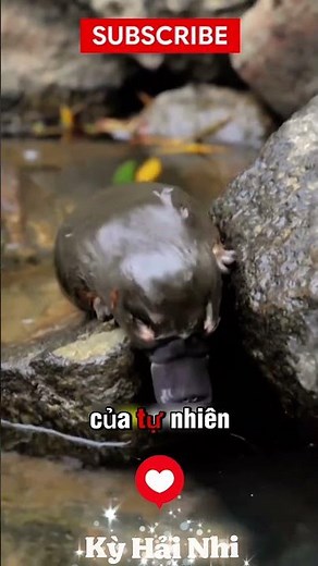Đúng là tạo hoá vô lý hết sức 🤔🤔 #shorts #short #shortvideo #trending #viral #fyp #trendingshorts
