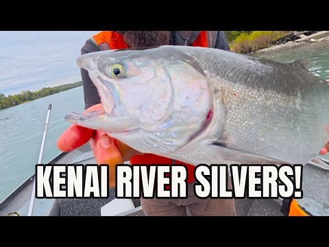 Catching Coho Silver Salmon on the Kenai River | Frontier Family Alaska