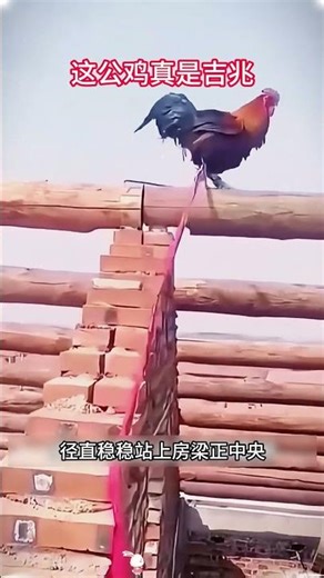 Do you have the custom of raising a rooster on the roof beam for good luck in your area? #Encyclo...