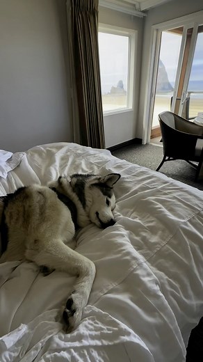 Heavenly naps in Cannon Beach #camphusky #siberianhusky #instahusky #husky #oregon #cannonbeach #camping #roadtrip #hallmarkhotel #beach #summer #dogwalks | Camp Husky