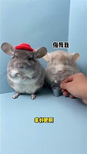 Does this chinchilla in the small soda have big eyes! #chinchilla #pet #pet debut plan