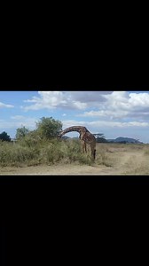 Tanzania is a top choice for luxury safari lovers, boasting some of Africa's most breathtaking wilderness and unforgettable wildlife encounters. Whether you're exploring the famous Serengeti National Park or the remote Selous Game Reserve, a luxury safari in Tanzania guarantees a truly exceptional experience. Planning a safari to Tanzania? Get in touch with us for a special offer via WhatsApp 255742235772 Email info@niceafricanadventure.com Visit www.niceafricanadventure.com #bestdestinations #d