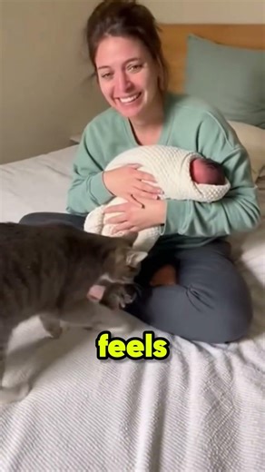 Why Mom Cats Move Kittens? 🐾 (The Secret Survival Trick!) #cat #kitten #cute