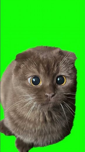 Cat Eyes Getting Big meme - Green Screen