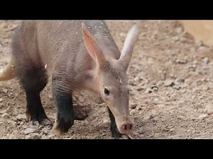 Aardvark Sound Effect