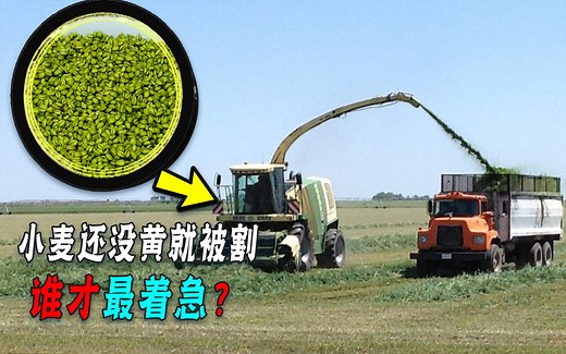 小麦收割当青储，一亩涨到2100农民抢着卖，这是利民还“害民”？