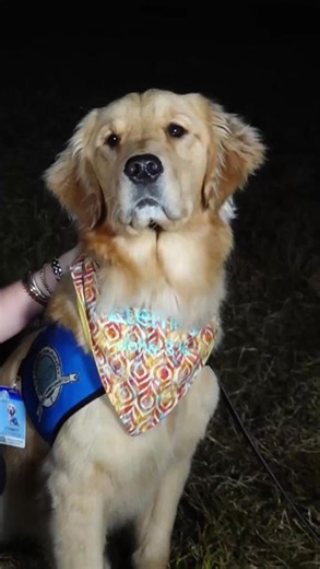 Two dogs are in Louisville from Indianapolis visiting first responders and vigils. | WBIR Channel 10