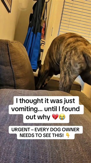 I thought it was just vomiting… until I found out why 😭💔