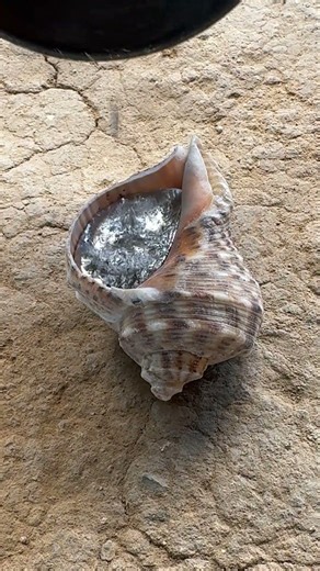 Making metal snail at home easy 🐌 #metalcasting #DIY #shorts
