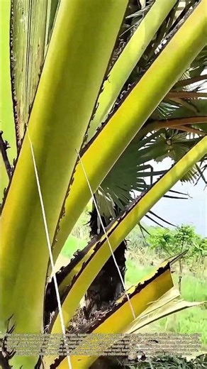 Slicing Palm Fronds: How a Rope Tool Harvests Leaves Safely and Efficiently