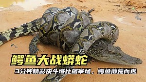 鳄鱼大战蟒蛇，3分钟精彩决斗堪比屠宰场，鳄鱼落荒而逃