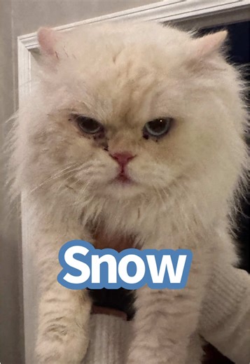 Rescuing Snow the Giant Persian Cat from a Tree
