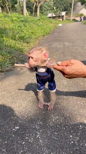 The baby monkey was having trouble walking on its own, so its father helped it move around.🥲