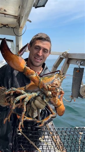 This female lobster could be between 40 and 60 years old… her large size and her load of about 80,000 eggs make her a key “grandma” for the population, which is why she was released immediately to help conserve the species.