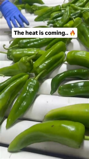 It's Time!!! The 2026 Hatch Fresh Chile Pre-Season Sales start now!! Save up to 15% when you pre-order! You also receive double Chile Points on your purchases for Fresh Chile when you place your pre-order! We are so excited about the upcoming season! Get your order in today! #hatchchile #hatchgreenchile #Freshchile #chileroasting #hatch #NMChile #Sale #Preorder | Hatch Green Chile