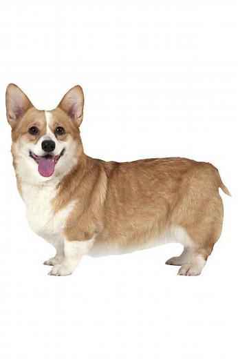 Sound Effects - Corgi Barking