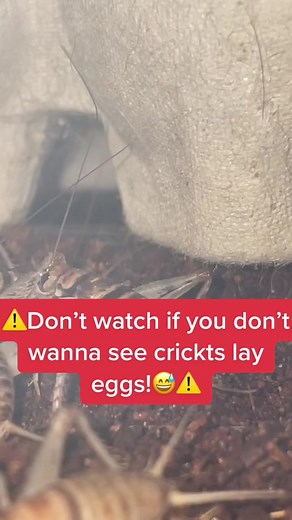 Breeding Feeder Crickets for Lizards: Egg Laying Tips