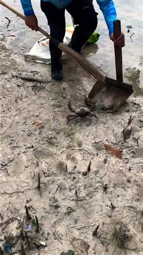 SHOCKING! Thousands of Dangerous Red Crabs Appeared Out of Nowhere! 😱 The Craziest Crab Hunt Ever!
