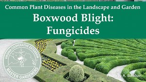 Join Virginia Tech Plant Pathologist, Mary Ann Hansen for a special series on boxwood blight. In this video she discusses fungicides. For more information on boxwood blight, please visit the Virginia Cooperative Extension Boxwood Blight Taskforce page: https://ext.vt.edu/agriculture/commercial-horticulture/boxwood-blight.html | Virginia Cooperative Extension Master Gardener Program | Facebook
