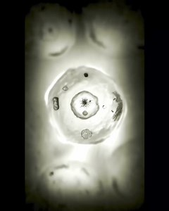 Cell division happens when a parent cell divides into two or more cells called daughter cells. Cell division usually occurs as part of a larger cell cycle. All cells reproduce by splitting into two, where each parental cell gives rise to two daughter cells | Sinh Học Phân Tử