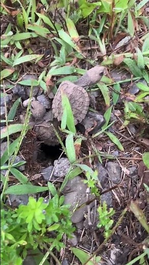 Newly hatched snapping turtles!