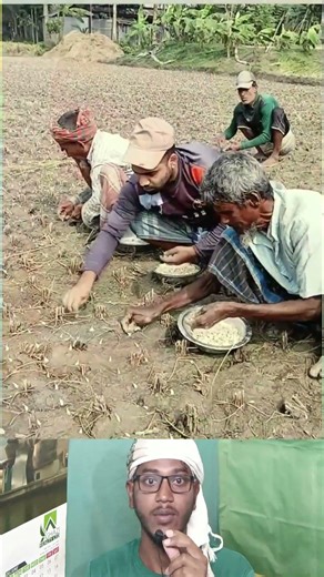 Modern Garlic Farming | আধুনিক পদ্ধতিতে জমি চাষ না করেই রসুন লাগানো হচ্ছে 😲 #shorts #farming #garlic